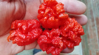 WHP 006 - Pepper Seeds - White Hot Peppers